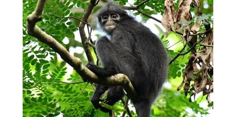 Langurs recover in Singapore, a very crowded place