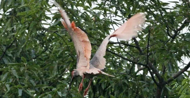 Crested ibis return to Japan