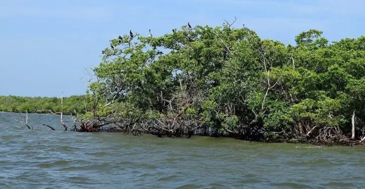 Mangrove forests recover around the world