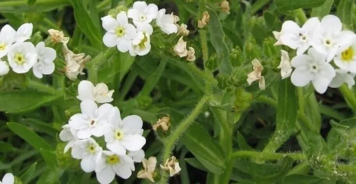 Flower goes from endangered to more than 2 million plants