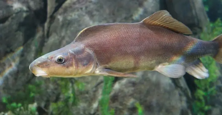 Endangered species make a comeback in Hawaii and the Mountain West