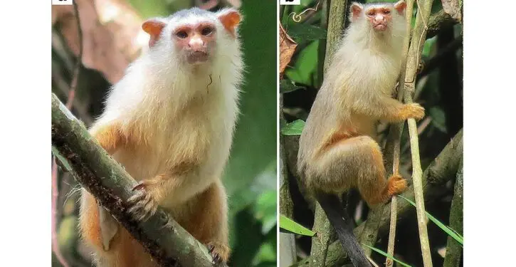 Canopy bridges eliminate roadkill deaths, help endangered species