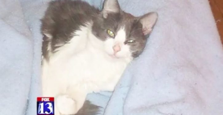 More than 150 attend vigil for cat tortured to death in Clearfield; reward in case passes $49K