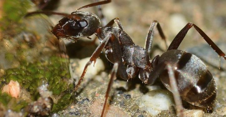 While trying to exterminate ants, man burns down parents’ house, kills pets