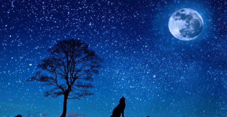 Robot wolf helps scare wildlife away from farmers’ crops
