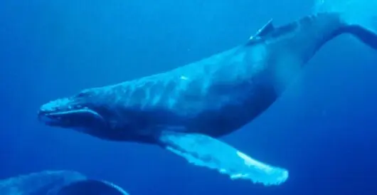 Humpback whales make a comeback around Australia by Hans Bader