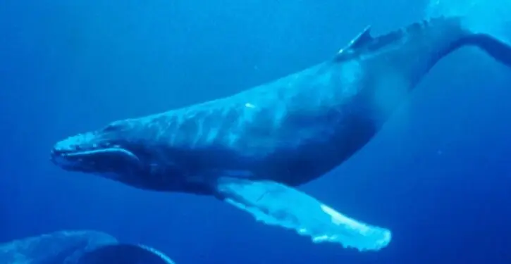 Humpback whales make a comeback around Australia