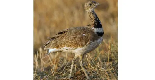 Bird listed as extinct makes a comeback in Kyrgyzstan by Hans Bader