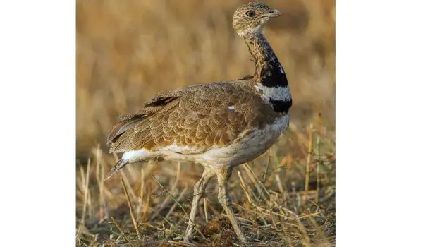 Bird listed as extinct makes a comeback in Kyrgyzstan by Hans Bader