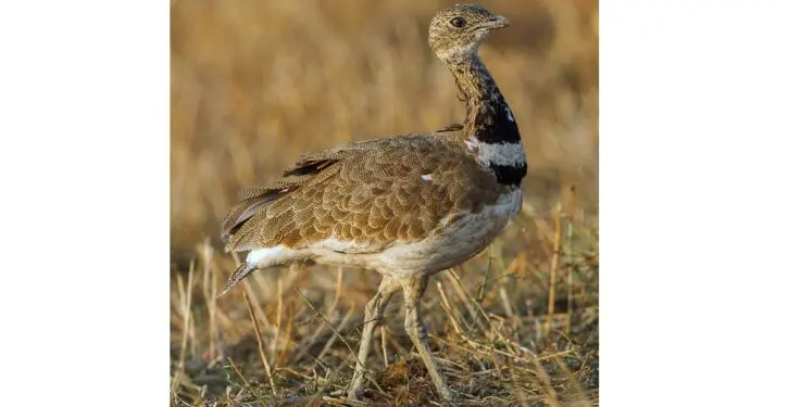 Bird listed as extinct makes a comeback in Kyrgyzstan