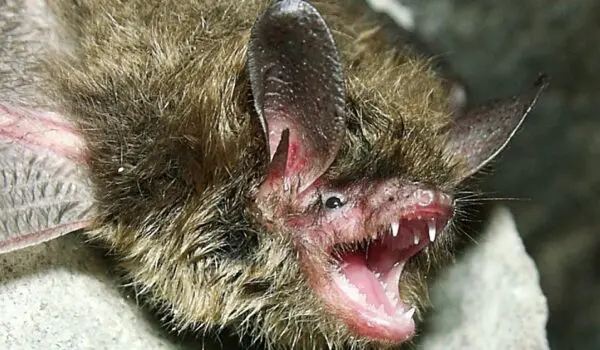 Bats recover after massive losses due to White Nose Syndrome by Hans Bader