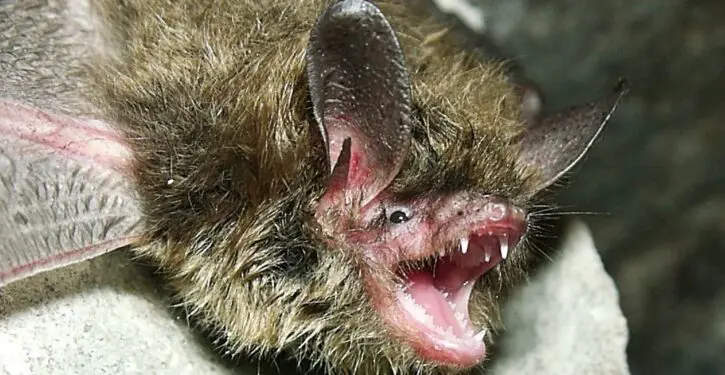 Bats recover after massive losses due to White Nose Syndrome