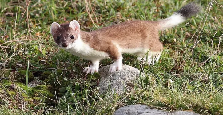 Artificial intelligence is being used to eradicate invasive species