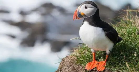 Puffins make a comeback after anti-rat campaign, returning to the Isle of Muck by Hans Bader