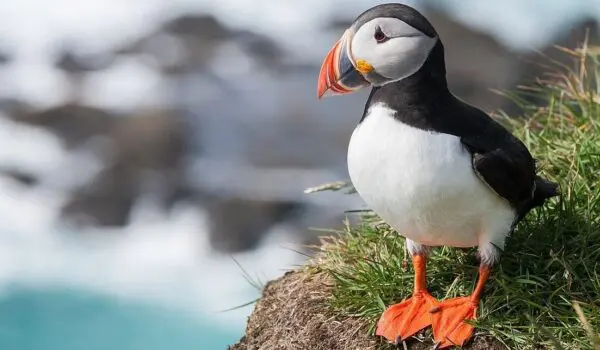 Puffins make a comeback after anti-rat campaign, returning to the Isle of Muck by Hans Bader