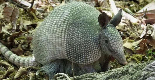 Armadillos come to Virginia, Michigan and Nebraska by Hans Bader