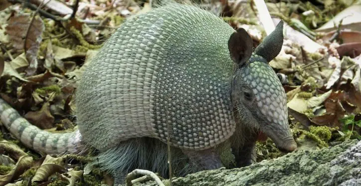 Armadillos come to Virginia, Michigan and Nebraska