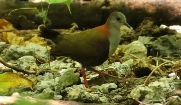 Endangered dove is avoiding extinction after a rat eradication campaign by Hans Bader