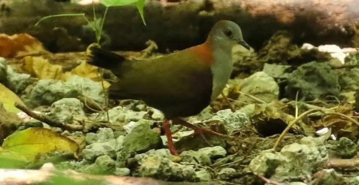 Endangered dove is avoiding extinction after a rat eradication campaign