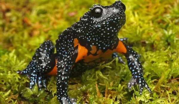 Photographers destroy fascinating endangered frogs by Hans Bader