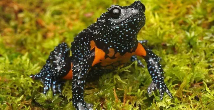 Photographers destroy fascinating endangered frogs