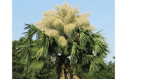 60-year-old palm trees flower for the first and only time in their lives by Hans Bader