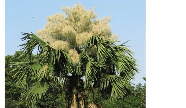 60-year-old palm trees flower for the first and only time in their lives by Hans Bader