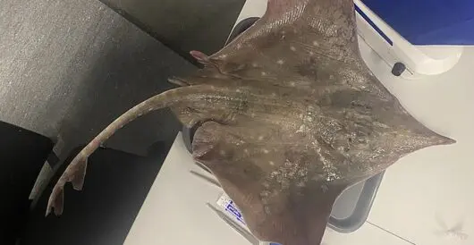 Endangered fish recovers in Scotland by Hans Bader