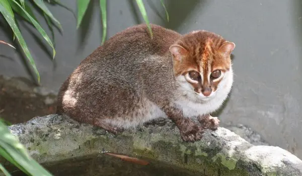Endangered flat-headed cat discovered by Hans Bader