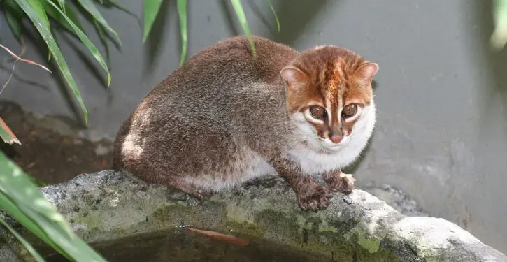 Endangered flat-headed cat discovered
