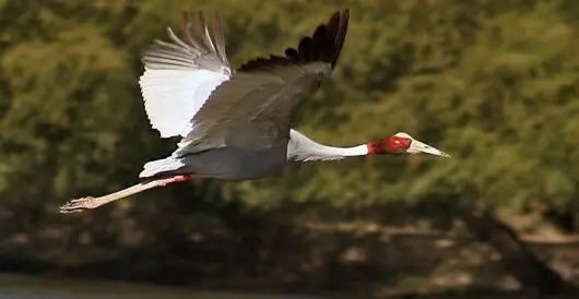 World’s tallest flying bird population grows 20% in Cambodia by Hans Bader