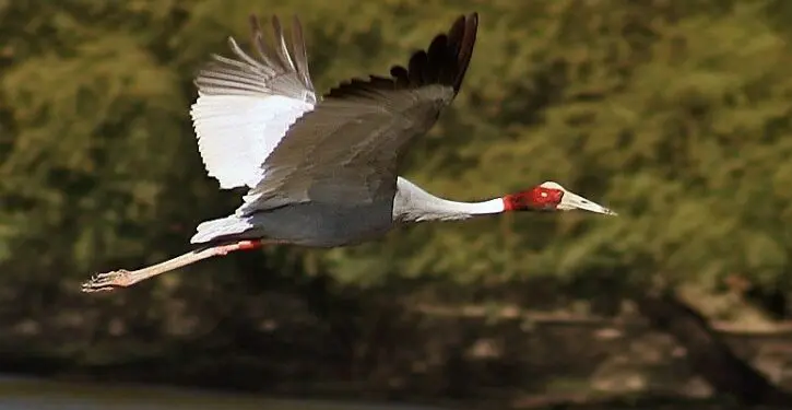 World’s tallest flying bird population grows 20% in Cambodia