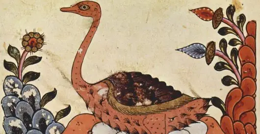 Red-necked ostriches replace similar birds that went extinct in Saudi Arabia by Hans Bader