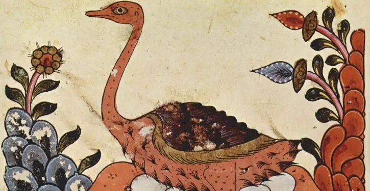 Red-necked ostriches replace similar birds that went extinct in Saudi Arabia