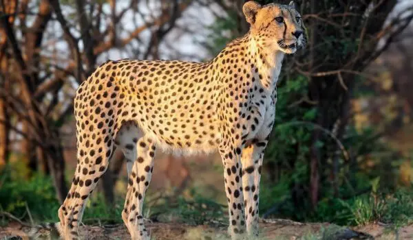 Cheetahs return to India by Hans Bader