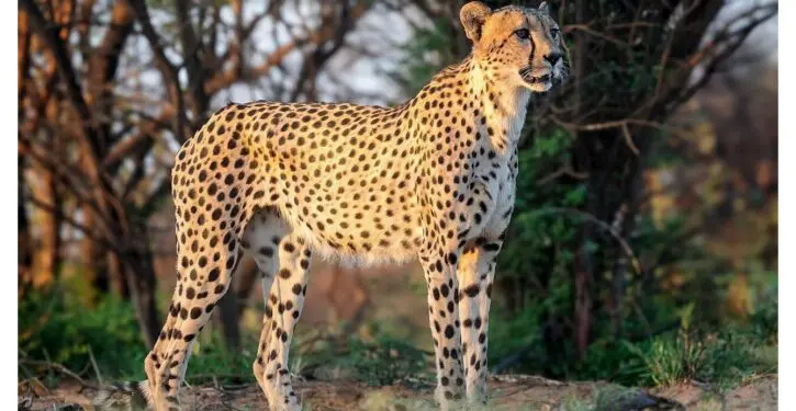 Cheetahs return to India