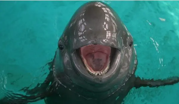 Freshwater porpoise makes a comeback in China by Hans Bader