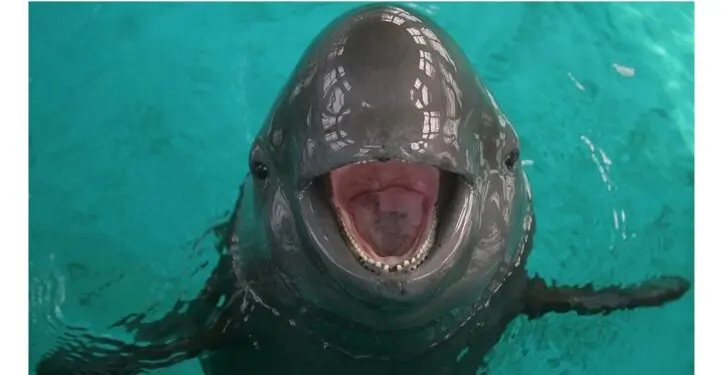 Freshwater porpoise makes a comeback in China