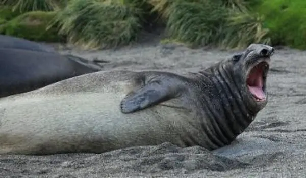 Elephant seals grow in number in South Africa by Hans Bader