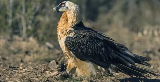 Bearded vultures return to the Alps, a century after being hunted to extinction in the wild by Hans Bader