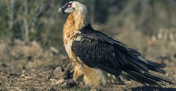 Bearded vultures return to the Alps, a century after being hunted to extinction in the wild