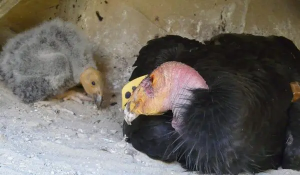 Condors are finally breeding in the wild in northern California by Hans Bader