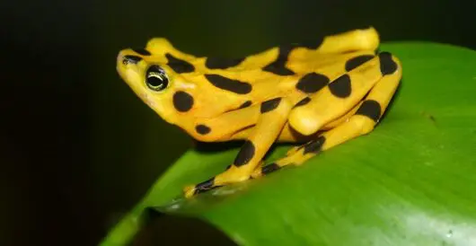 Panama golden frogs avoid extinction by LU Staff