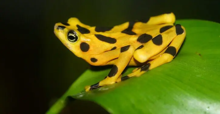 Panama golden frogs avoid extinction