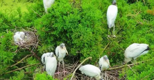 The wood stork is no longer endangered by Hans Bader