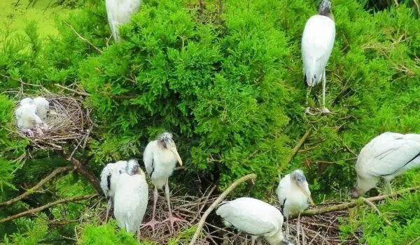 The wood stork is no longer endangered by Hans Bader