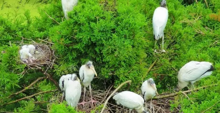 The wood stork is no longer endangered