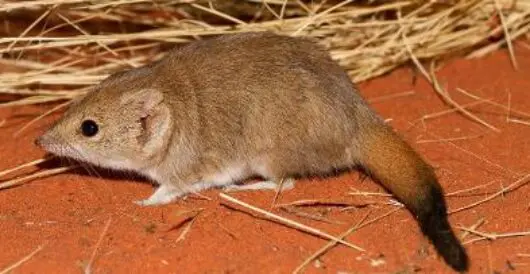 Endangered marsupial rebounds, massively expands range by Hans Bader