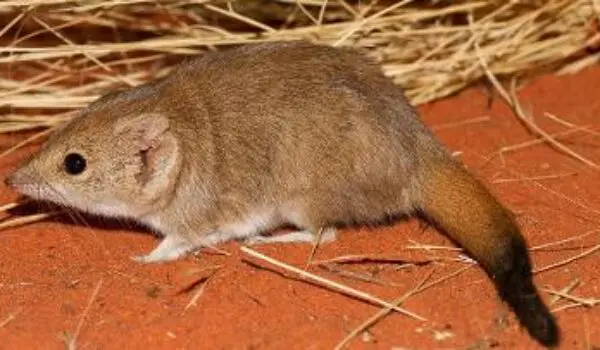 Endangered marsupial rebounds, massively expands range by Hans Bader
