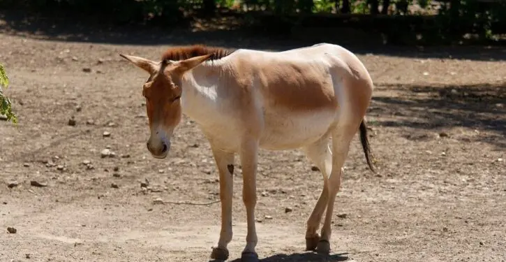 Asiatic wild ass makes a comeback in Mongolia